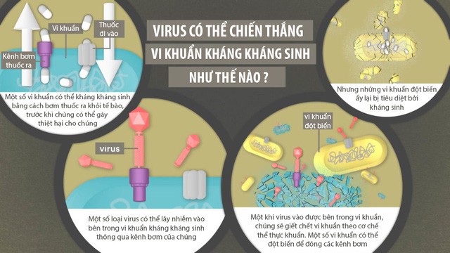 Chữa khỏi một ca kháng kháng sinh vô phương cứu chữa tại Mỹ bằng 100 triệu con virus