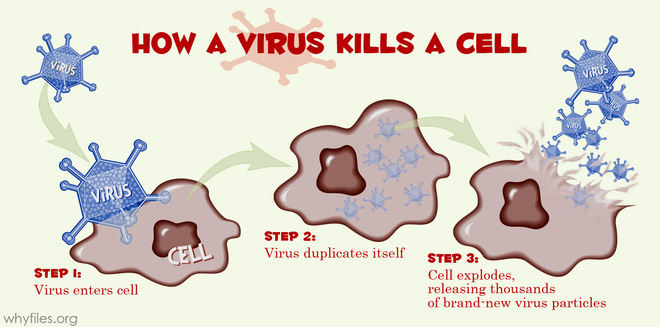 Vì sao kháng sinh chỉ diệt được vi khuẩn mà không diệt được virus?