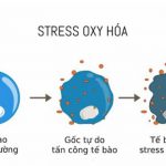 STRESS OXY HÓA và NHỮNG VẤN ĐỀ CẦN BIẾT