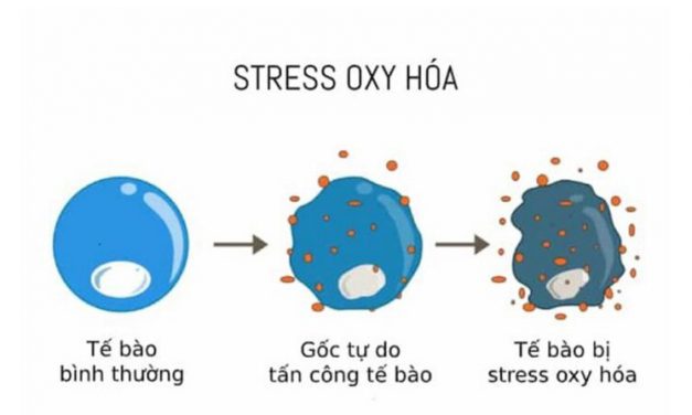 STRESS OXY HÓA và NHỮNG VẤN ĐỀ CẦN BIẾT