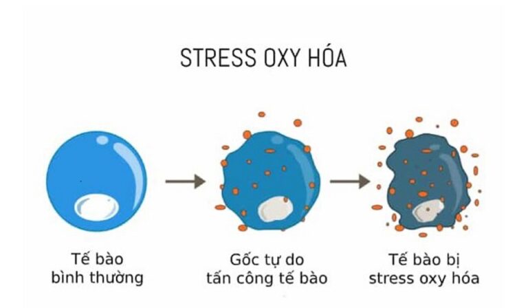 STRESS OXY HÓA và NHỮNG VẤN ĐỀ CẦN BIẾT