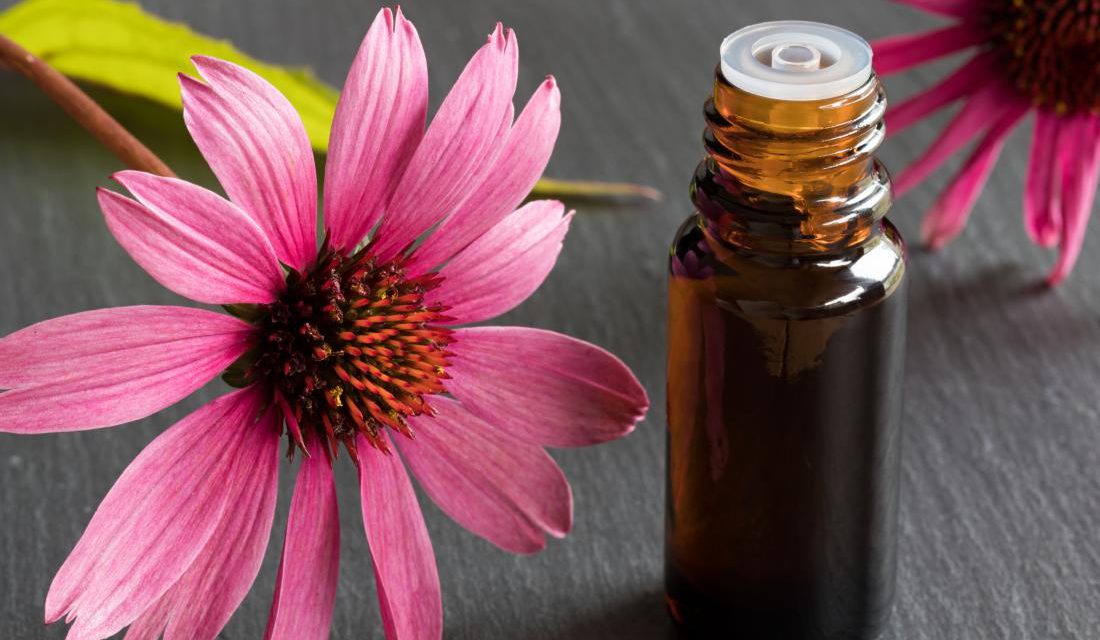 Cúc Tím Echinacea – Mê Mẩn Với Loài Hoa Dại Với Công Dụng Đáng Kinh Ngạc