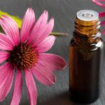 Cúc Tím Echinacea – Mê Mẩn Với Loài Hoa Dại Với Công Dụng Đáng Kinh Ngạc