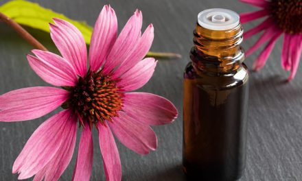 Cúc Tím Echinacea – Mê Mẩn Với Loài Hoa Dại Với Công Dụng Đáng Kinh Ngạc